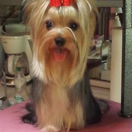 Yorkshire Terriers from Cannon Yorkies