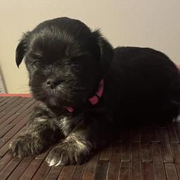 Girl 1  Pink - Black and tan female Lhasa Apso puppy in Palm Bay, Florida from Lhasa Apso Doggy Stylez Fl