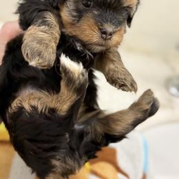 Banjo - Black male Havanese puppy in Semmes, Alabama from Hayden's Havanese