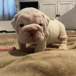 Bulldog and French Bulldog Puppies from The Georgia Bully Bunch