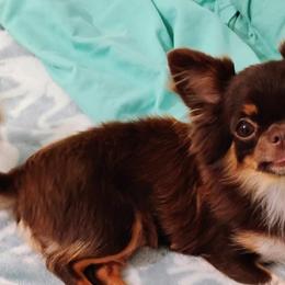 Chihuahuas from Roodhaus Chihuahuas