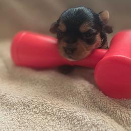 Girl Yellow - Black and gold female Yorkshire Terrier puppy in St. Louis, Missouri from Yorkieville - Shih Tzu Nation