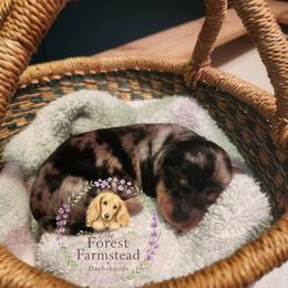 Dachshund Puppies from Forest Farmstead Dachshunds