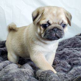 Pug Puppies from Companion Pups