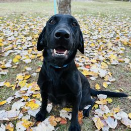 Tilly - Labrador Retriever