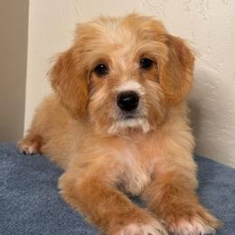 Boy 4 - Apricot male Maltipoo puppy in Bakersfield, California from Silvia's Maltipoos