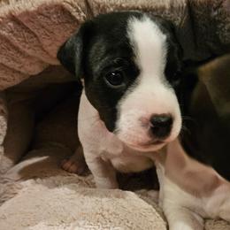 Clouseau - Black and white male Jack Russell Terrier puppy in California from Kimberlite