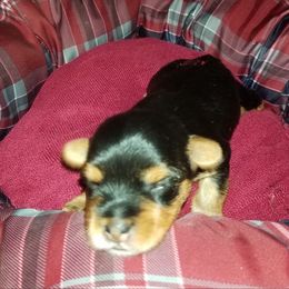 Yorkipoo and Yorkshire Terrier Puppies from Danza Bolo