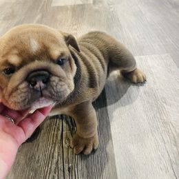 Bulldog Puppies from Kristina's Bulldogs