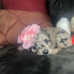 Chickpea & Avocado - Merle Goldendoodle puppy in Charlotte, North Carolina from Ben and Jerry Doodles