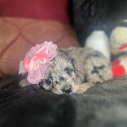 Chickpea & Avocado - Merle Goldendoodle puppy in Charlotte, North Carolina from Ben and Jerry Doodles