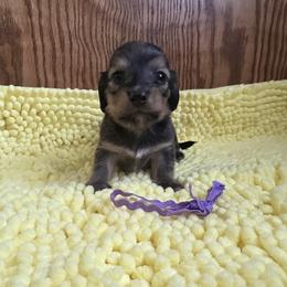Miss. Purple - Cream female Dachshund puppy in Wolf Lake, Indiana from Canisteo Dachshunds