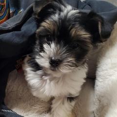 Yorkshire Terriers from Anderson Yorkies