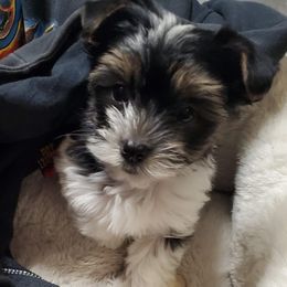 Yorkshire Terriers from Anderson Yorkies