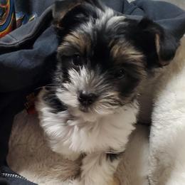 Yorkshire Terriers from Anderson Yorkies