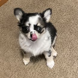 Chihuahua Puppies from Trenda's Chihuahuas