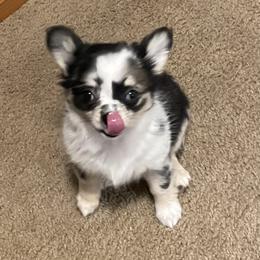 Chihuahua Puppies from Trenda's Chihuahuas