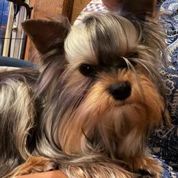 Dunkin - Yorkshire Terrier