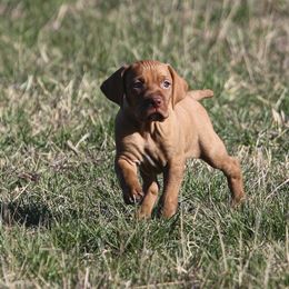 German Shorthaired Pointer and Vizsla Puppies from Big Country Kennels
