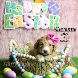 Cayenne (pink collar) girl - Apricot female Goldendoodle puppy in Corona, California from Fluffy Puppy Mini Doodles LLC