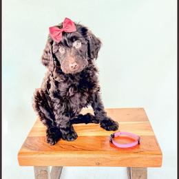 Ruby - Brown female Bernedoodle puppy in Lake City, Florida from 224 Doodles and Poodles