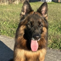 German Shepherds from Centurion Canines