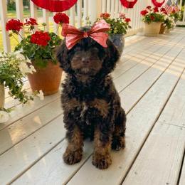 Godiva - Tri-color female Cavapoo puppy in Caldwell, Idaho from Leila Pearson