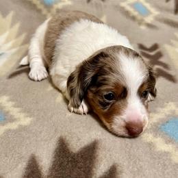 Sandy - Dapple female Dachshund puppy in Carlsbad, Texas from MV Mini Dachshunds
