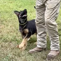 Green - German Shepherd puppy from Cadillac Canine