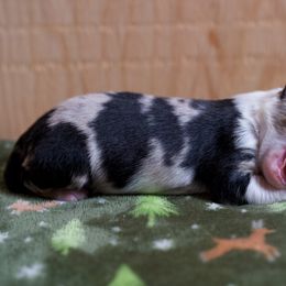 Australian Shepherd Puppies from River Run Australian Shepherds