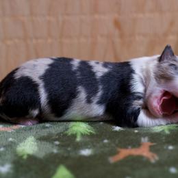 Australian Shepherd Puppies from River Run Australian Shepherds
