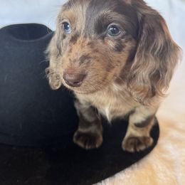 Benny - Dapple male Dachshund puppy in Bentonville, Arkansas from T & D Dachshunds by design