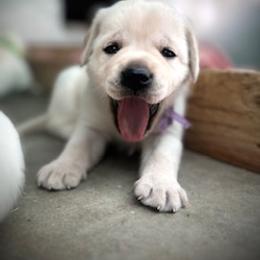 Bechkam - Yellow male Labrador Retriever puppy in Parkfield, California from Varian Kennels