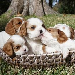 King Cavaliers breeder of Cavalier King Charles Spaniel