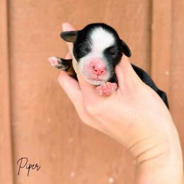 Piper - Tri-color female Bernedoodle puppy in Wamego, Kansas from Doodles of Oz