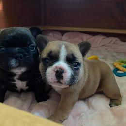 French Bulldog Puppies from Queens of the South