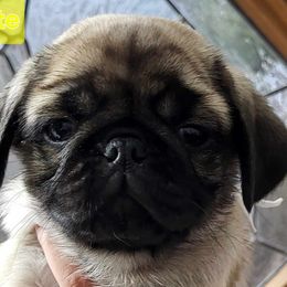 Companion Crosses and Pugs from Easter Pugs & Bugs