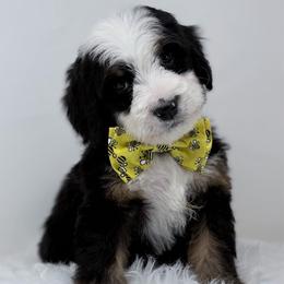 Nectar - Tri-color male Bernedoodle puppy in Fleming, Colorado from Vandenbark Doodles