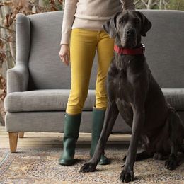 Henry - Great Dane