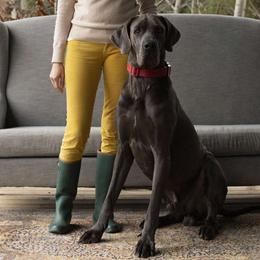 Henry - Great Dane