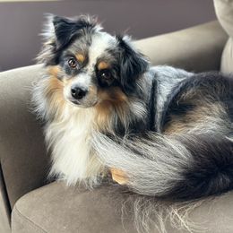 Strudel - Blue merle male Toy Australian Shepherd puppy in Swampscott, Massachusetts from Tater Tails Toy Aussies