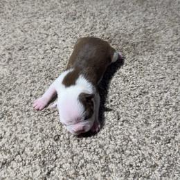 Chocolate Tuxedo Girl - Red female Boston Terrier puppy in Red Rock, Arizona from Knucklez Kids