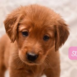 Strawberry - Dark golden female Golden Retriever puppy in Strawberry Plains, Tennessee from Origins Goldens