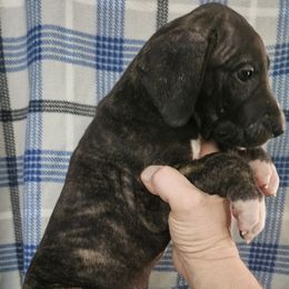 Oregano - Brindle male Great Dane puppy in Biscoe, North Carolina from Clouser's Bodacious Danes