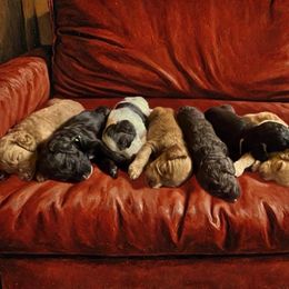 Australian Labradoodle puppies from Fruitful Beginnings,LLC