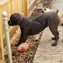 Boerboels from D&B Boerboels