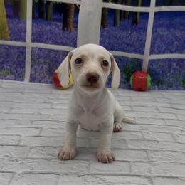 Isabella based red extreme piebald smooth male - Piebald male Dachshund puppy in Killeen, Texas from Southern Dachshunds