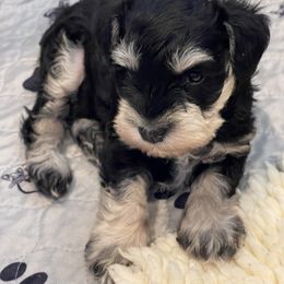 Miniature Schnauzer Puppies from Black Gold Miniature Schnauzers