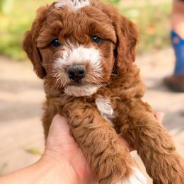 Reese - Red and white male Cockapoo puppy in Pledger, Texas from Sugarbear Cockapoos