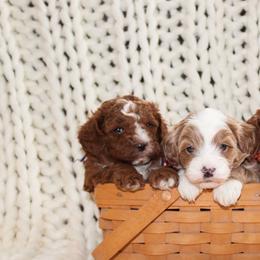Cavapoo puppies from Cavapoo Corner